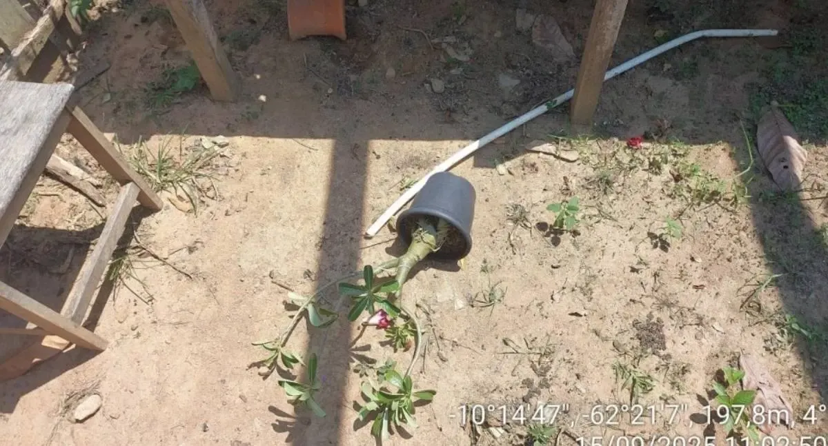 Furto de rosas do deserto mobiliza polícia