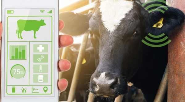 Gestão e tecnologia definem a lucratividade do boi no Brasil