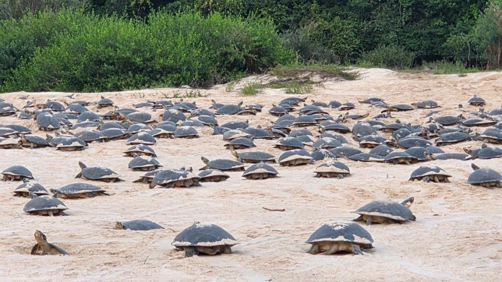 Desova das tartarugas-da-Amazônia recomeça no Vale do Guaporé após atraso de mais de dois meses