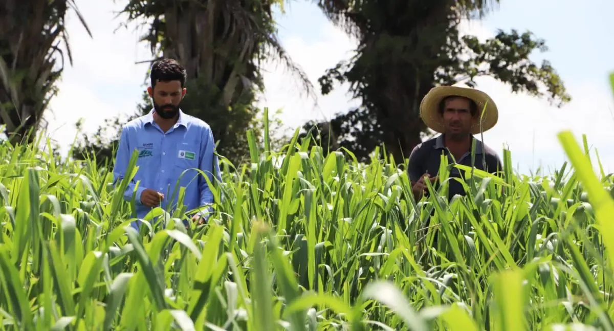 Projeto Consultec impulsiona produtividade e renda de produtores de leite em Rondônia