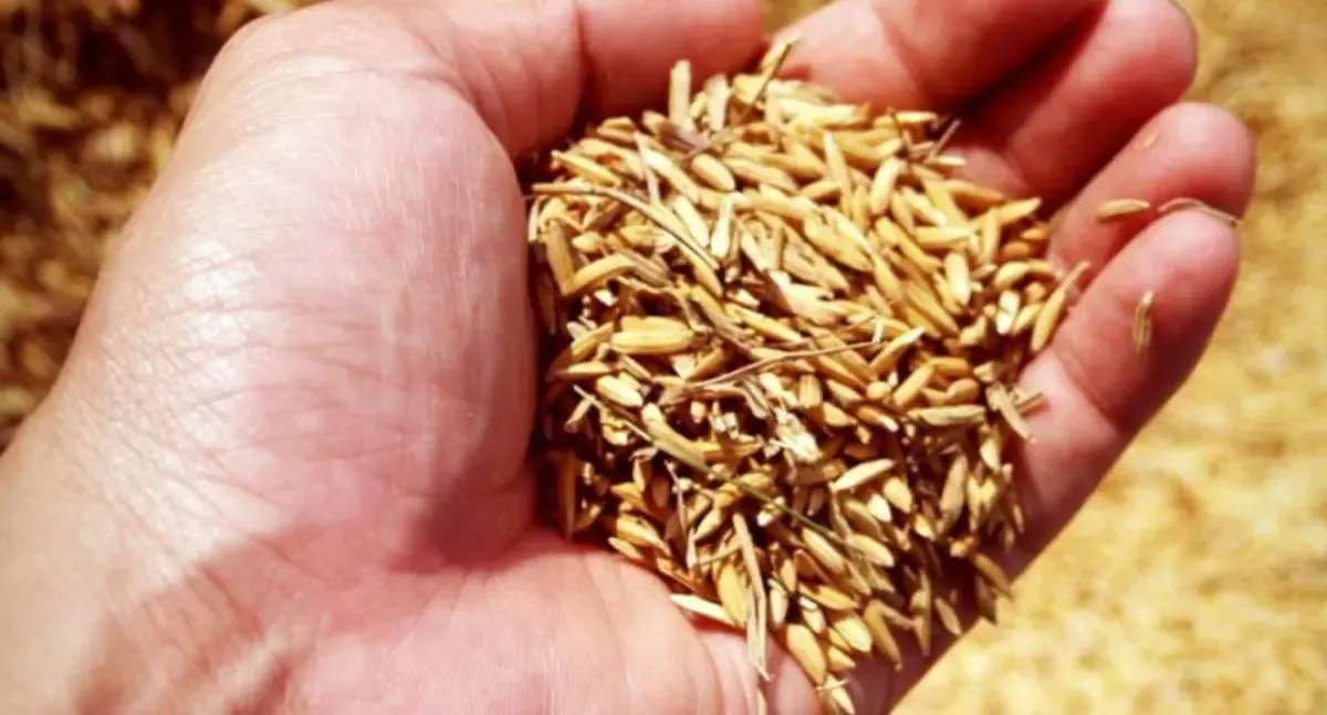 Plantio do arroz avança lentamente em Rondônia, aponta Conab