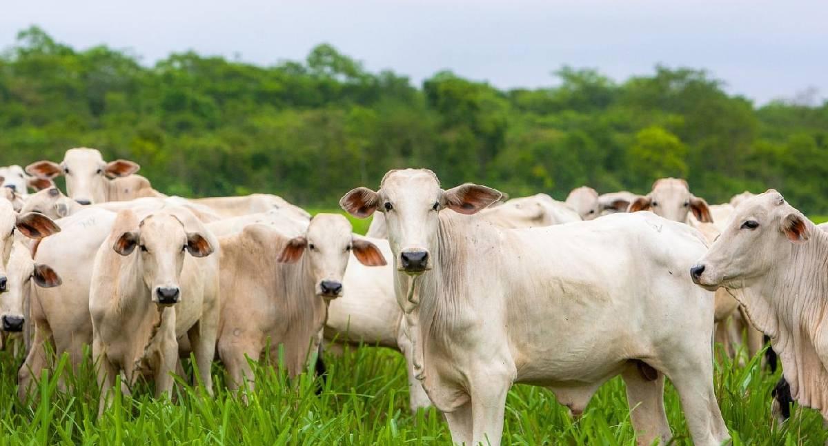 Porto Velho mantém o 3º maior rebanho bovino do Brasil e reforça protagonismo na pecuária nacional