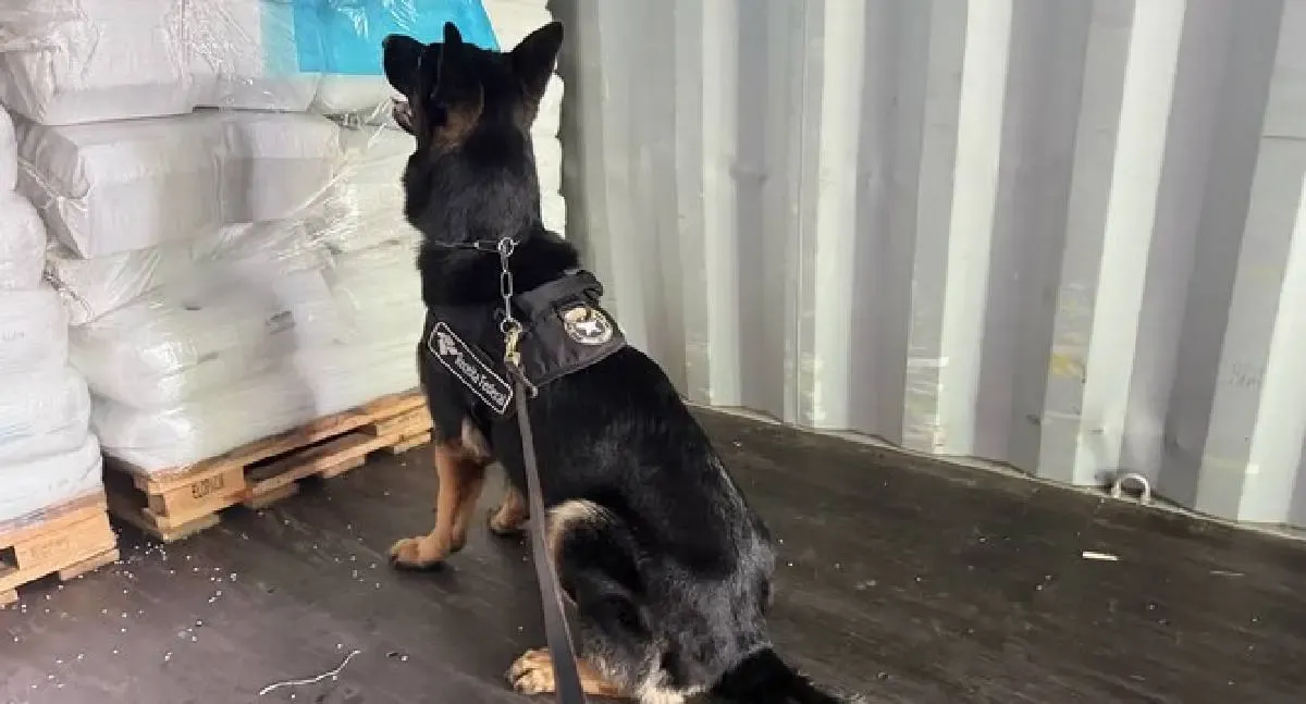 Receita Federal apreende quase meia tonelada de cocaína no Porto de Santos