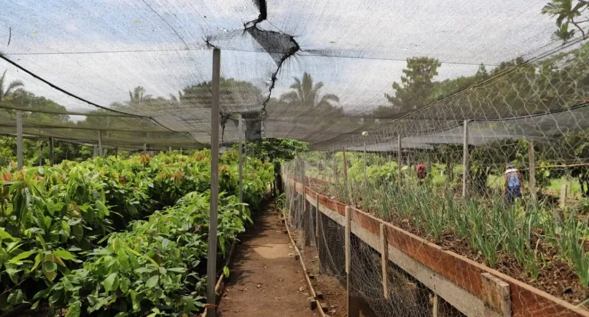 Rondônia amplia projetos agrícolas para reeducandos com apoio do CNJ e Senar