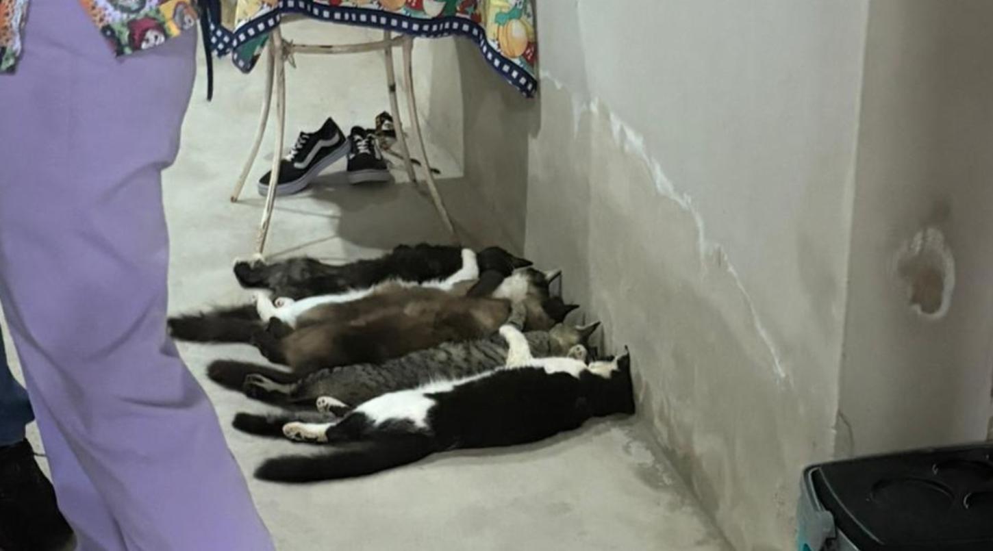 Três presos por esquema de venda de sangue de gatos em Monte Alto (SP)