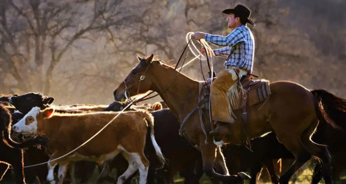 Pecuaristas reagem com indignação a acordo de Trump para ampliar importação de carne argentina