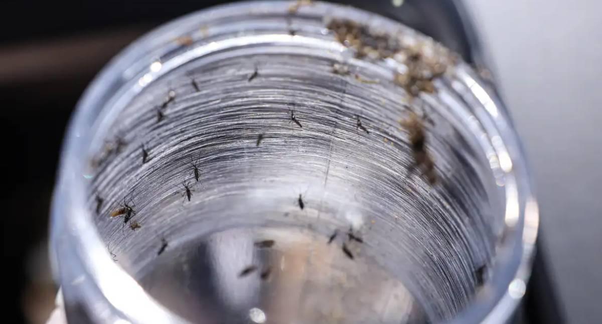 Ministério da Saúde lança campanha nacional e mobiliza país contra a dengue