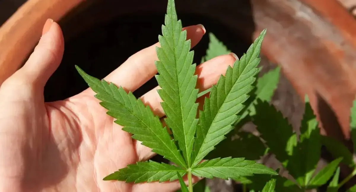 STJ adia para 2026 prazo de regras para cultivo e importação de cânhamo
