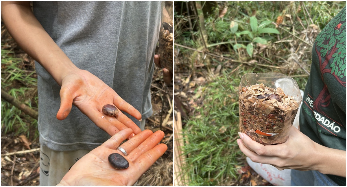 Carnaval vira floresta com plantio comunitário
